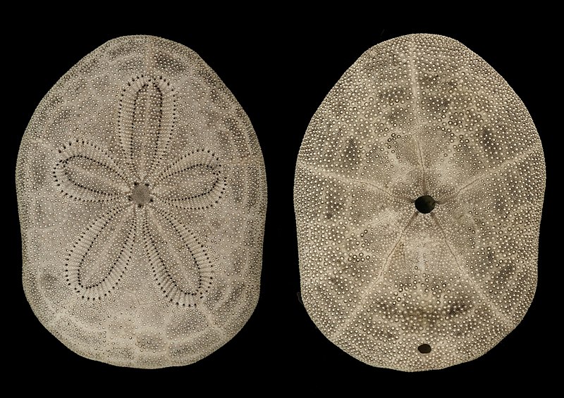 File:Clypeaster reticulatus both sides.jpg