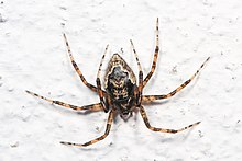 עכביש קורי עכביש - Euryopis funebris, Woodbridge, Virginia.jpg
