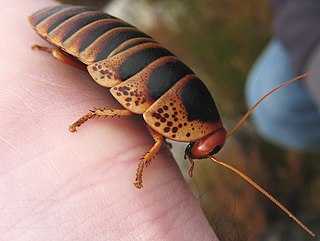 <i>Aptera</i> (cockroach) Genus of cockroaches