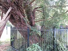 Coed yw Owrtyn, Wrecsam - Overton yew trees, Overton conservation area,nr Wrexham, Wales - 20 trees probably 2,000 years old 02.jpg