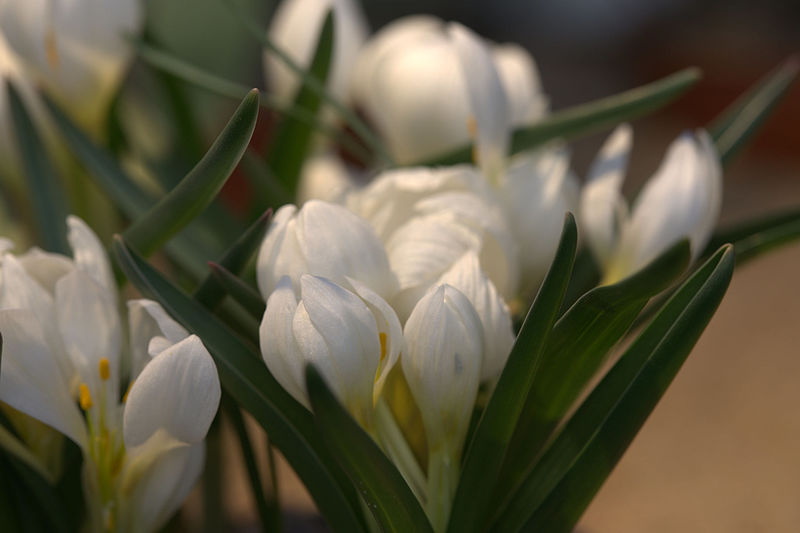 File:Colchicum trigynum GotBot 2016.jpg