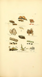 Coloured Figures of English Fungi or Mushrooms - t. 369.png