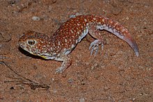 Umumiy Barking Gecko (Ptenopus garrulus) (6856976432) .jpg