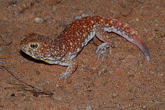 Common barking gecko, P. garrulus. Note the fringed toes and the regenerated tip to the tail. Common Barking Gecko (Ptenopus garrulus) (6856976432).jpg