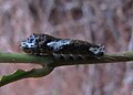 Unidentified caterpillar from Koovery