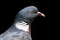 * Nomination Common wood-pigeon (Columba palumbus) in front of a dark backdrop --Alexis Lours 09:44, 15 November 2021 (UTC) * Promotion  Support Good quality. --Steindy 13:49, 15 November 2021 (UTC)