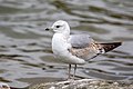 * Nomination Common gull (Larus canus) --Alexis Lours 12:10, 7 April 2022 (UTC) * Promotion  Support Good quality. --Steindy 19:26, 7 April 2022 (UTC)