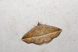 <i>Condate angulina</i> Species of moth