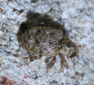 Conotrachelini tribe of insects