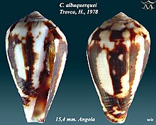 Conus albuquerquei 2.jpg