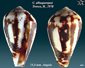 Conus albuquerquei 2.jpg