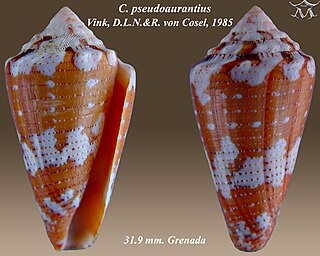 <i>Conus pseudaurantius</i> Species of sea snail