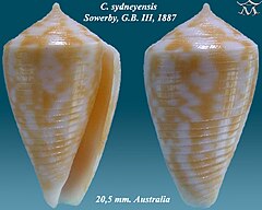 Description de l'image Conus sydneyensis 1.jpg.