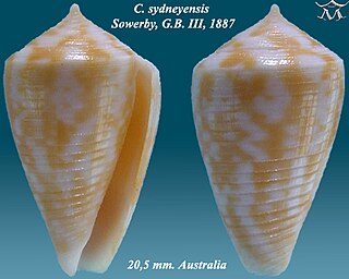 <i>Conus sydneyensis</i> Species of sea snail