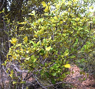 <i>Coprosma arborea</i> Species of plant