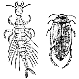 Coptotomus interrogatus. Личинка слева, имаго справа