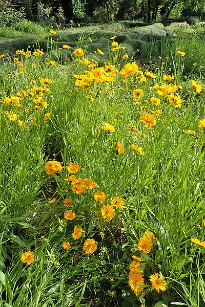 File:Coreopsis grandiflora kz02.jpg