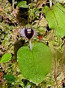 Corybas oblongus