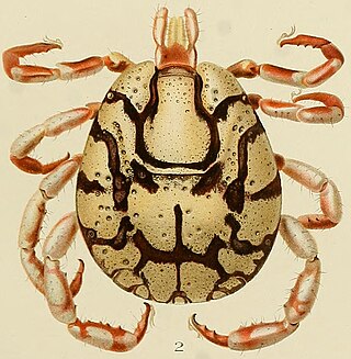 <i>Cosmiomma</i> Genus of ticks