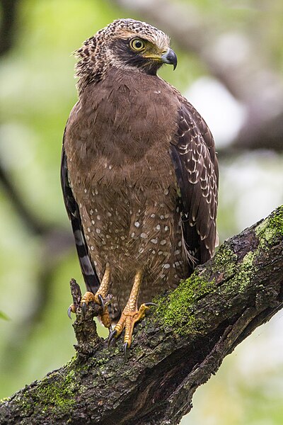 File:Crested serpent eagle SOP.jpg