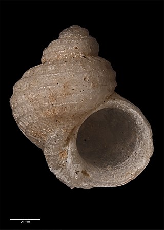 <i>Crosseola errata</i> Species of gastropod