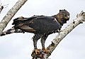 Crowned Hawk-Eagle (Stephanoaetus coronatus) with prey ... (32077306072).jpg