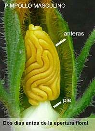Anteras onduladas sigmoidais nos estames fundidos de uma gema floral masculina de Cucurbita (neste género as anteras ficam rectas ao maturarem).
