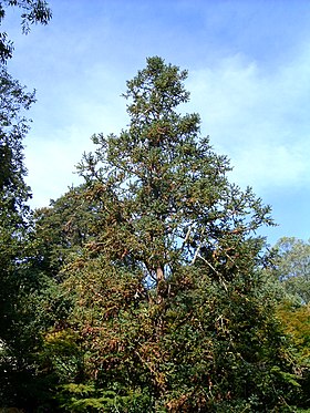 Cunninghamia lanceolata árvore.jpg