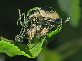 <i>Otiorhynchus vehemens</i> Species of beetle