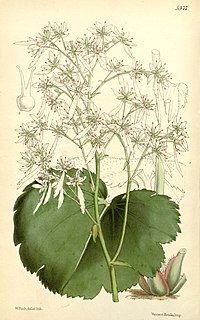 <i>Saxifraga fortunei</i>