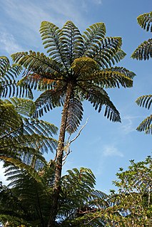 <i>Cyathea</i> genus of plants