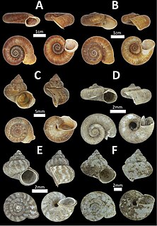 Cyclophoridae Family of gastropods