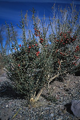 Eräs lieriöopuntialajeista (Cylindropuntia leptocaulis).