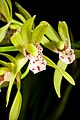 Cymbidium tigrinum