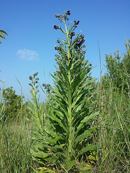 File:Cynoglossum officinale sl25.jpg