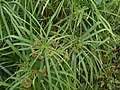 Cyperus alternifolius.jpg