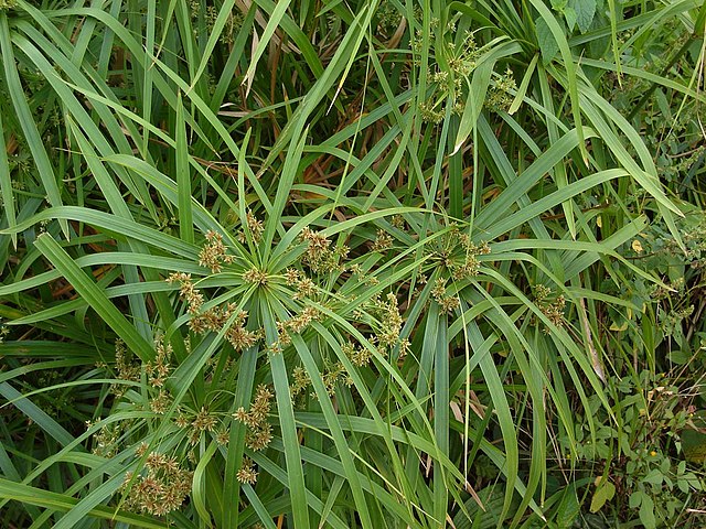 Description de l'image Cyperus alternifolius.jpg.