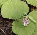 Cypripedium japonicum Gero, Gifu prefecture, Japan