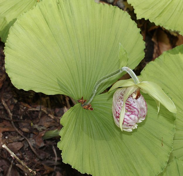 File:Cypripedium japonicum (flower s3).JPG