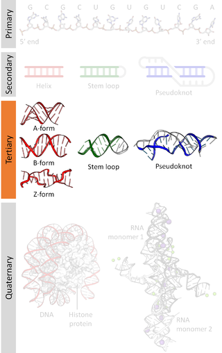 <span class="mw-page-title-main">Nucleic acid tertiary structure</span> Three-dimensional shape of a nucleic acid polymer