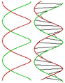 Zweigängige Schraube und Modell der DNA, Doppelhelix
