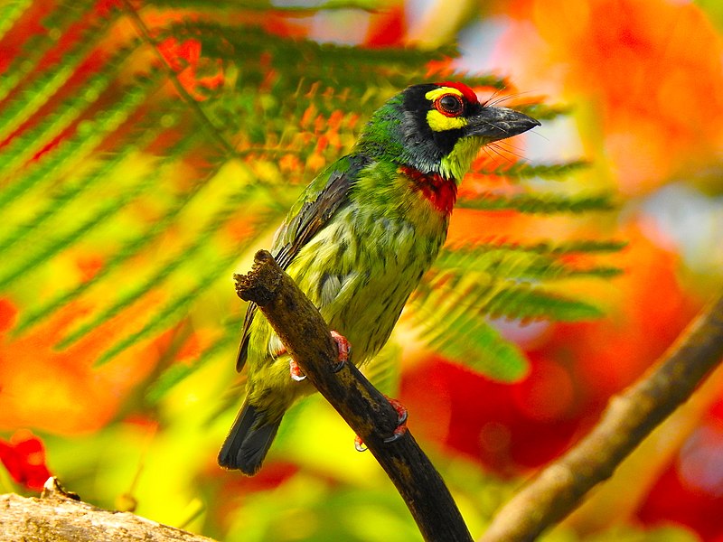 File:DSCN3328 นกตีทอง Coppersmith barbet โดย ไตรสรณ์ ไตรบุญ.jpg