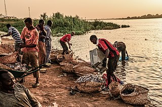 <span class="mw-page-title-main">Fishing industry in Sudan</span> Aquacultural activity in Sudan