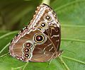 Morpho peleides - Botanischer Garten Bremen