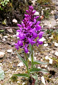 Dactylorhiza traunsteineri ENBLA01.jpg