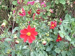 Dahlia × pinnata