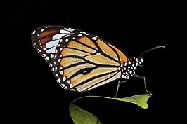 Danaus genutia