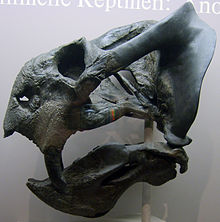 Daptocephalus.jpg