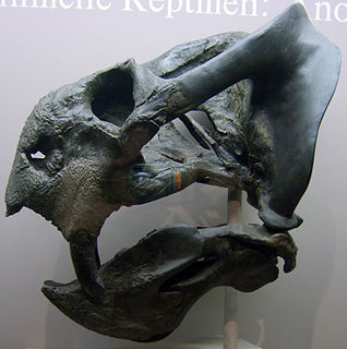 <i>Daptocephalus</i> genus of mammals (fossil)