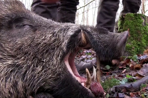 Wildschwein: Etymologie, Merkmale, Verbreitung und Lebensraum